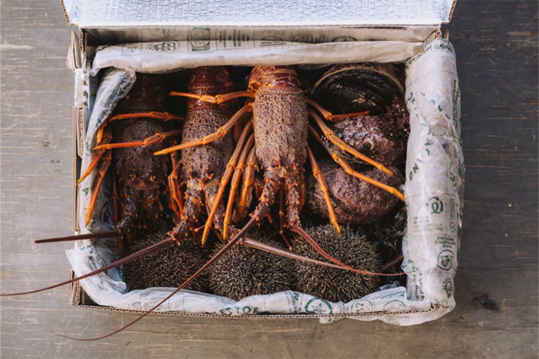 A box containing several large crayfish and sea urchins.